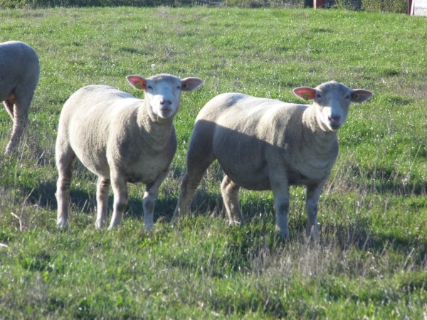Image de moutons
